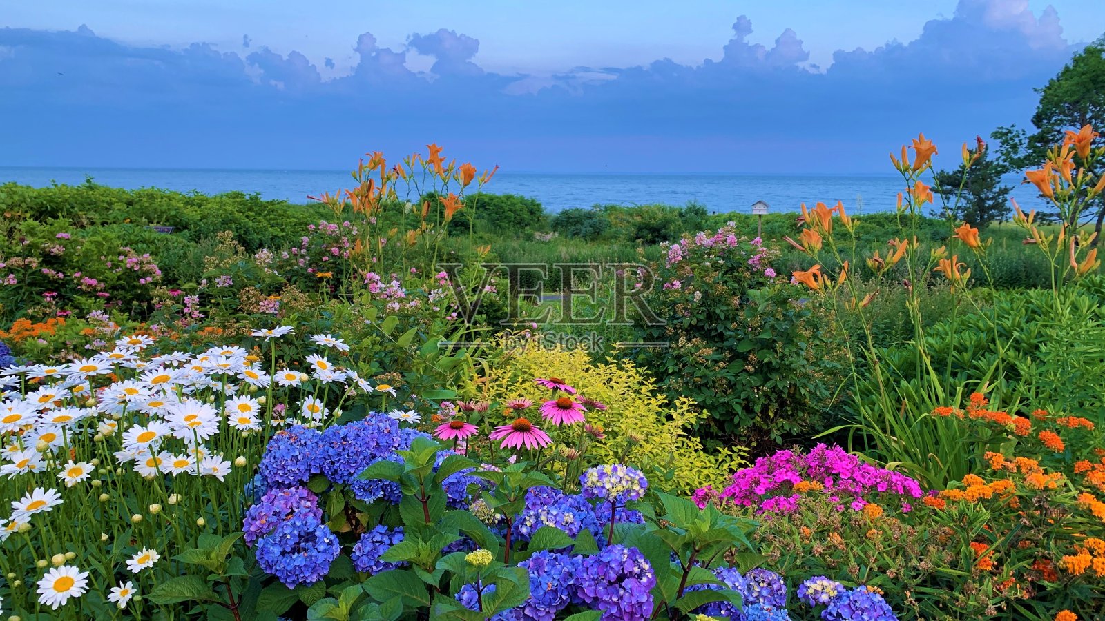 康涅狄格社区花园俯瞰长岛湾照片摄影图片