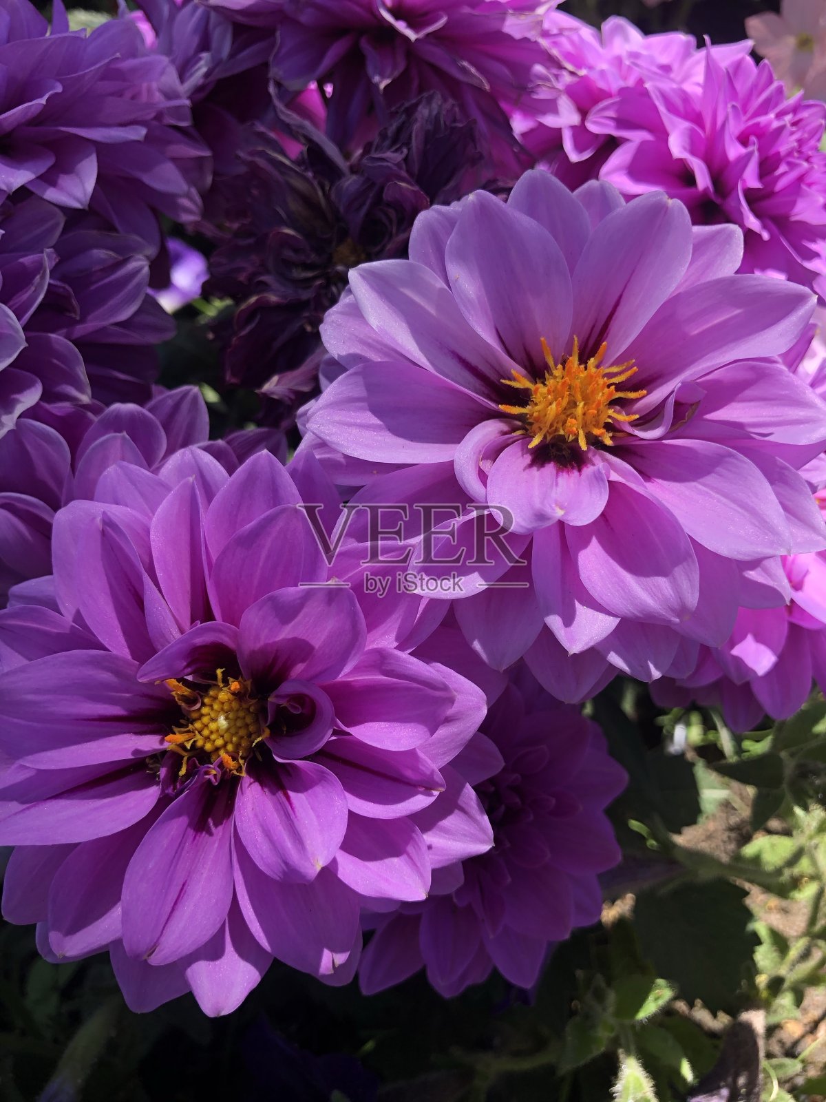 紫色的喜悦照片摄影图片