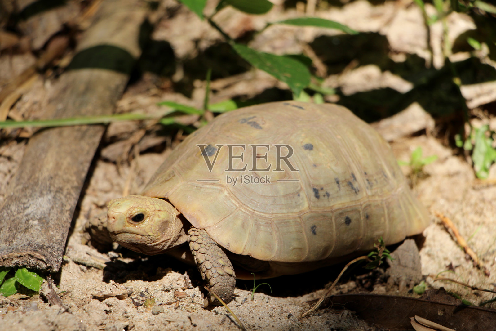 自然界中细长的乌龟照片摄影图片