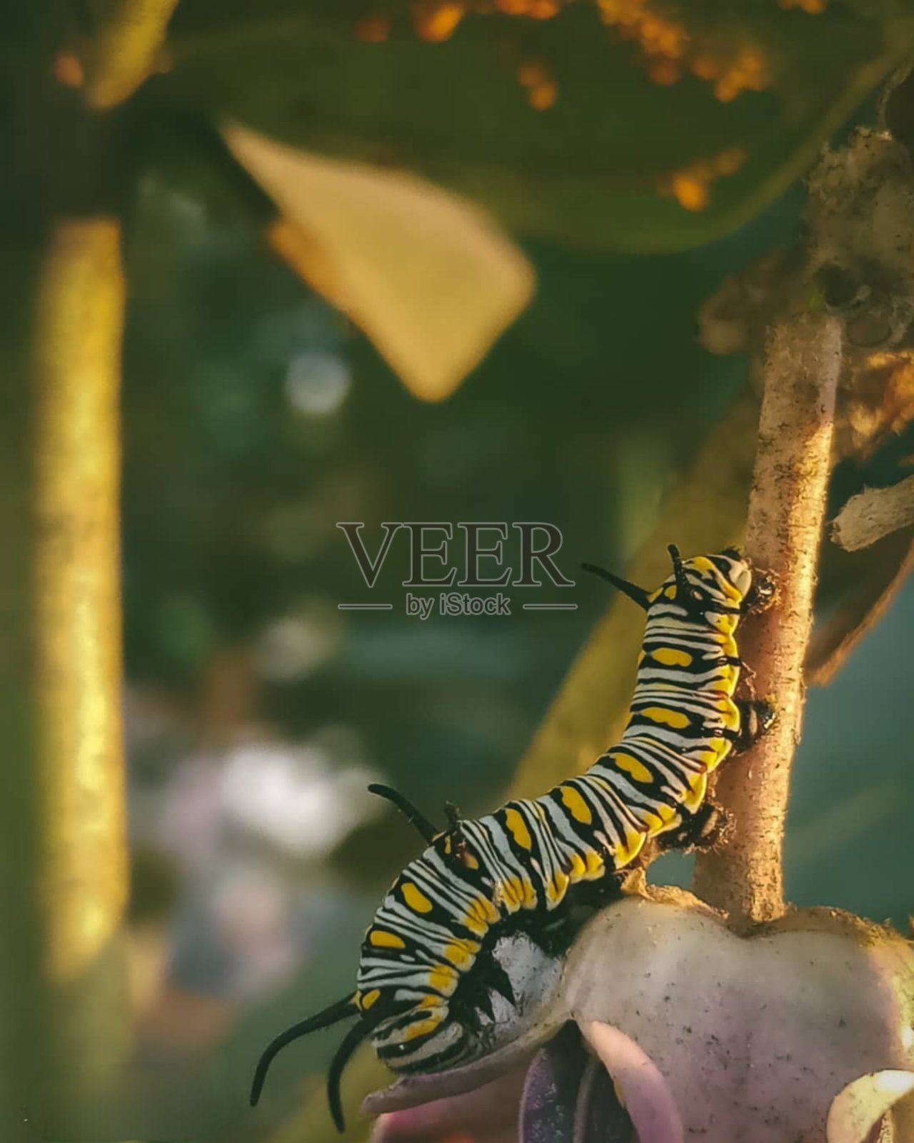 昆虫的微距摄影照片摄影图片