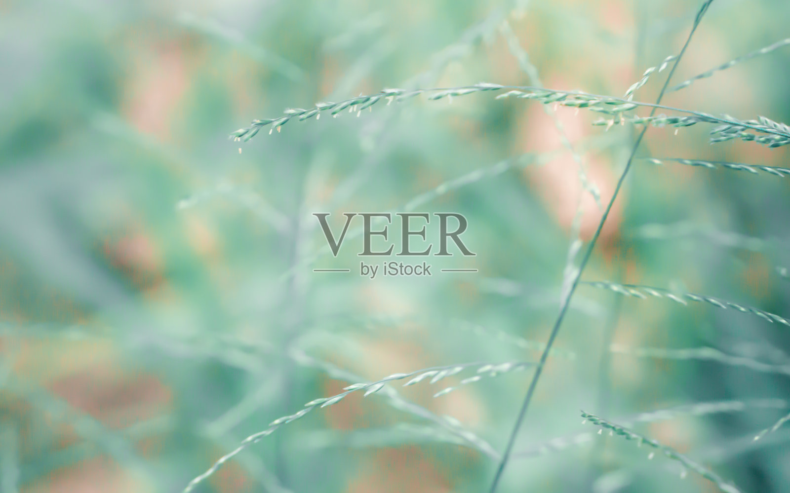 柔焦点草花自然背景照片摄影图片