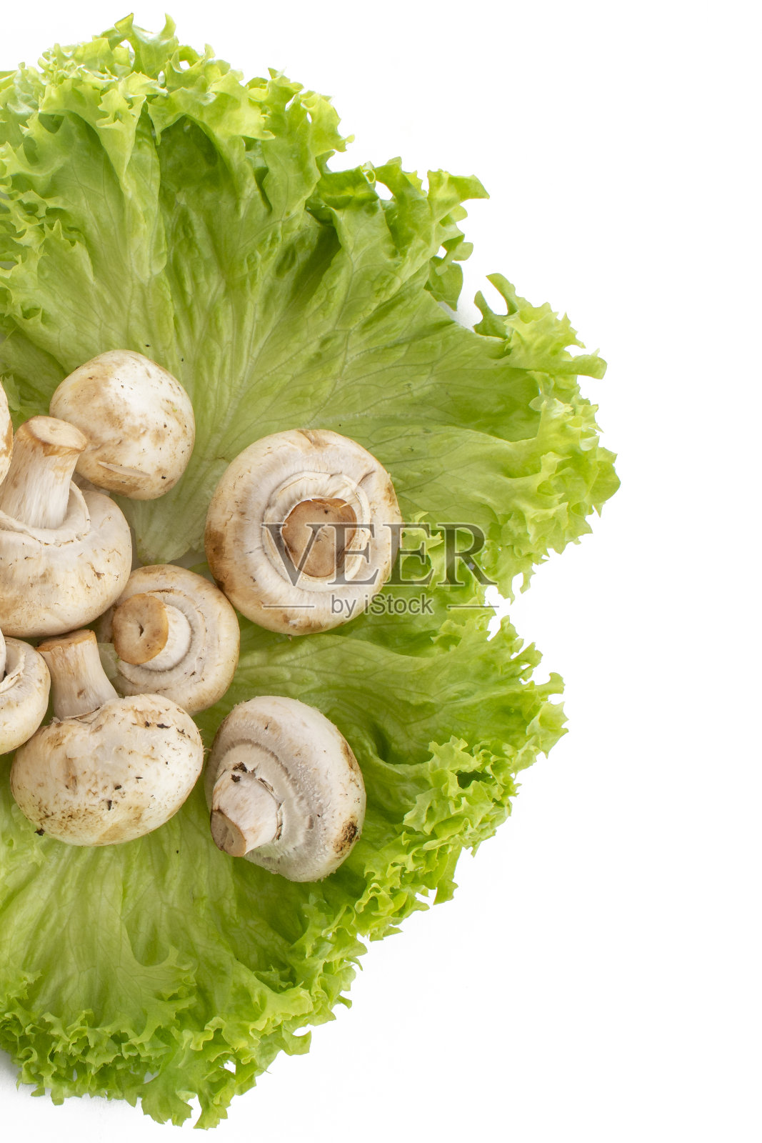 生菜叶上的蘑菇,背景为白色照片摄影图片