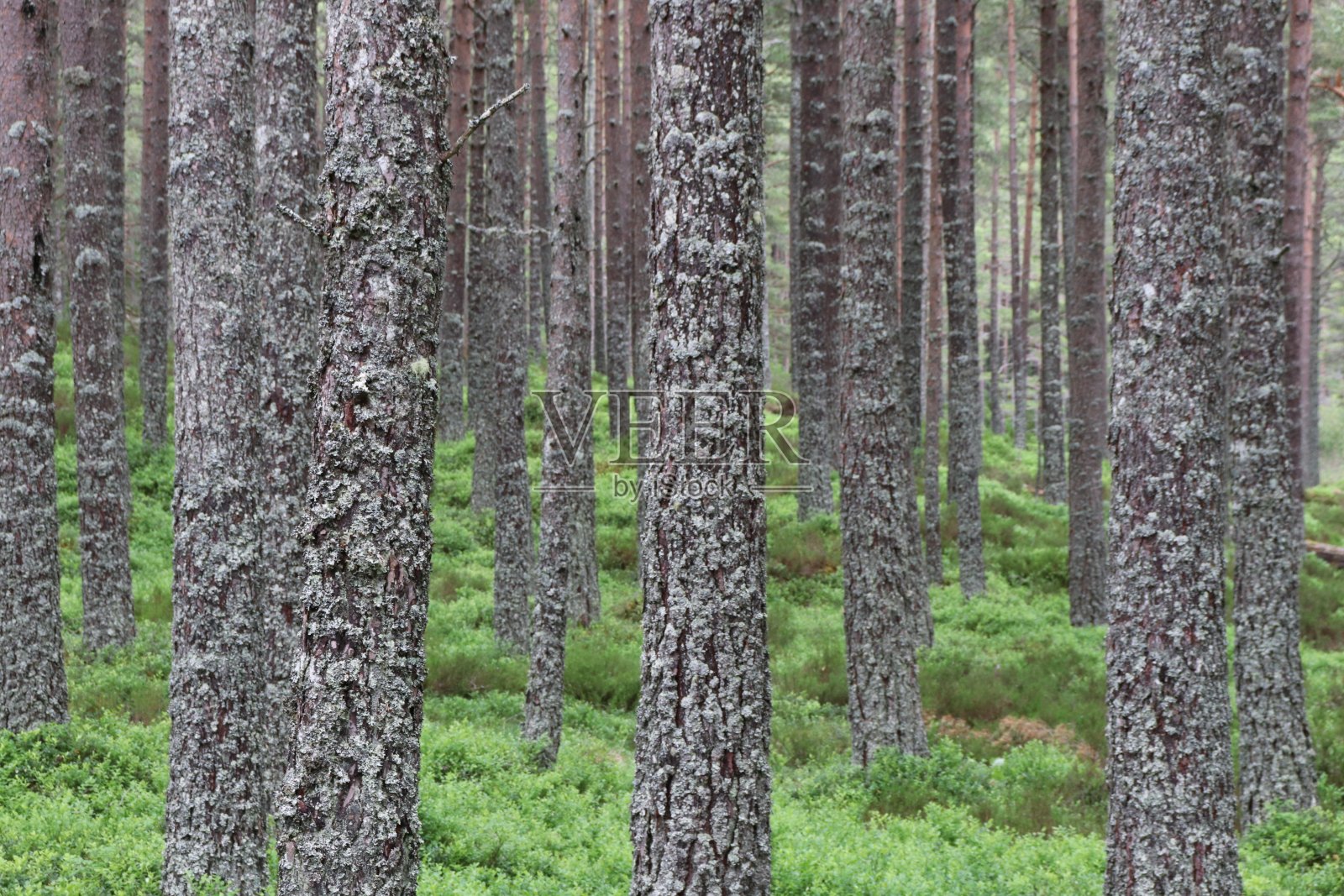 树干照片摄影图片