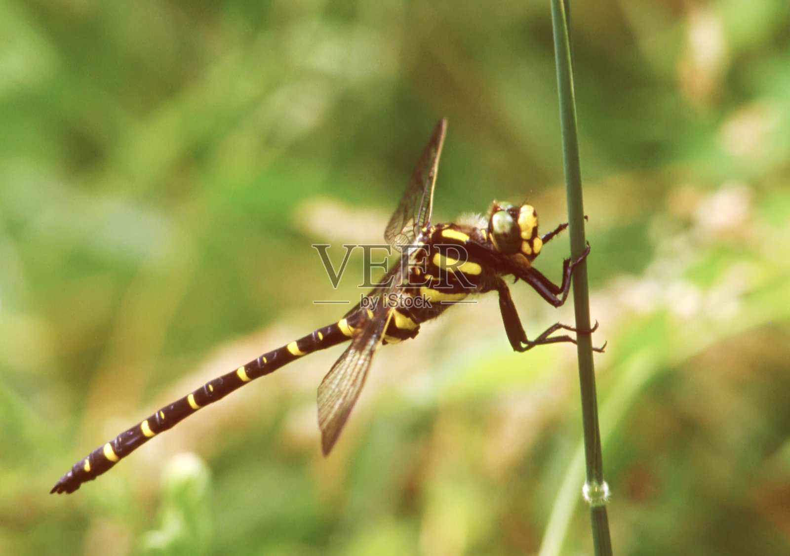 金斑蜻蜓(Cordulegaster boltonii)雄性照片摄影图片