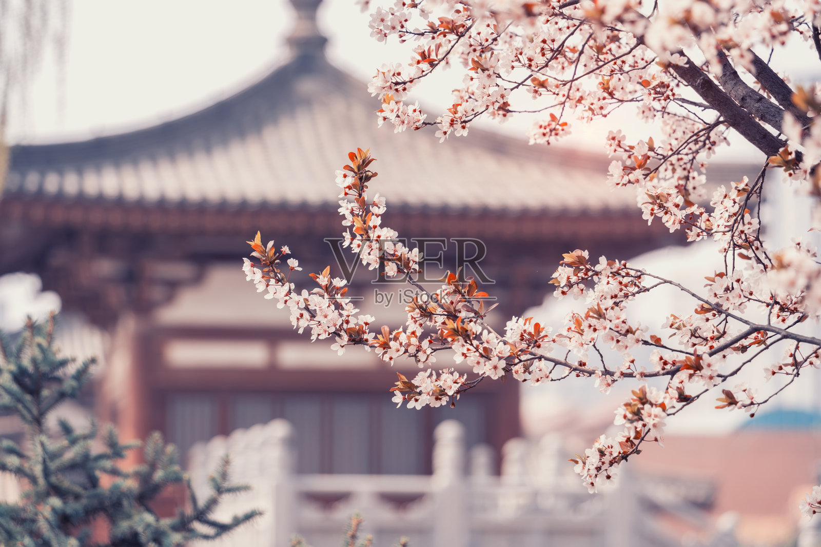 中国西安青龙寺,樱花与传统中式屋顶。照片摄影图片