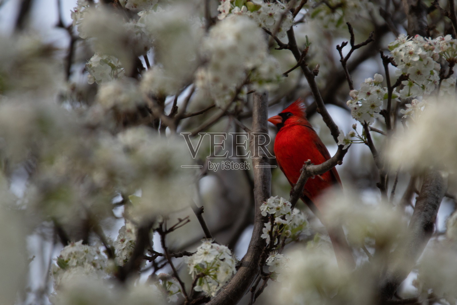 山茱萸树上的红衣主教照片摄影图片