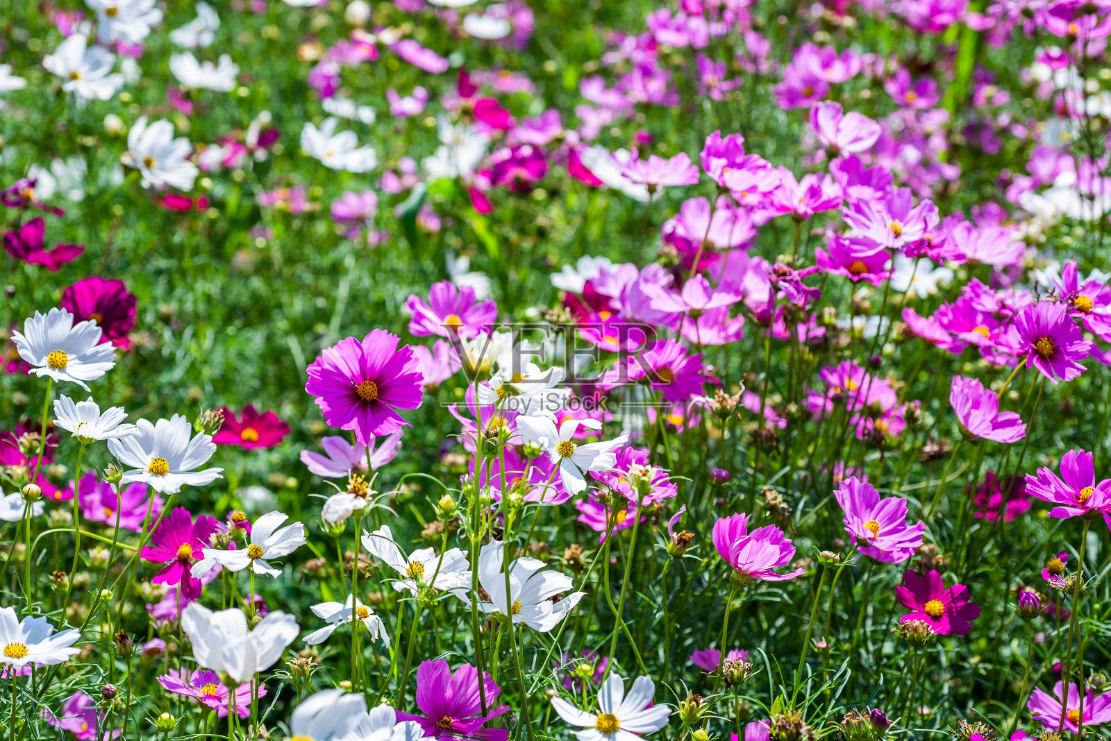 特写的粉红色鲜艳的颜色盛开的宇宙花(Bipinnatus)在一个领域照片摄影图片