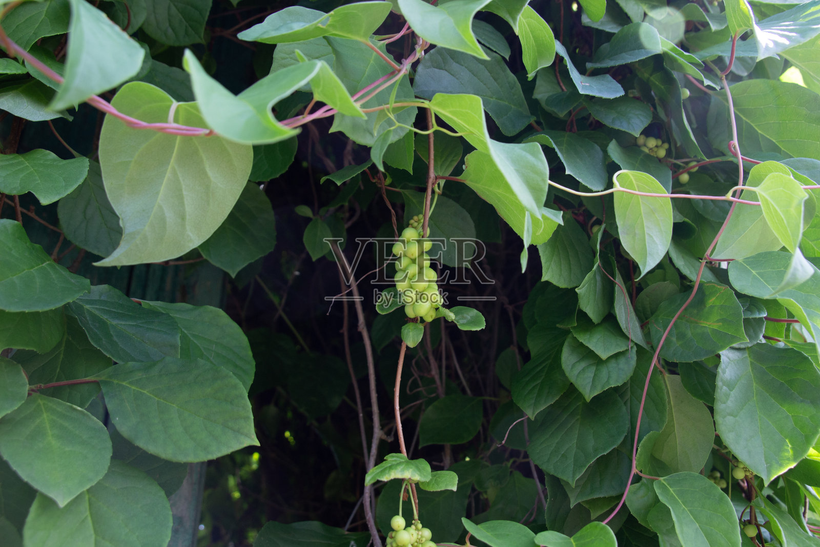 绿色的浆果和木兰的叶子照片摄影图片