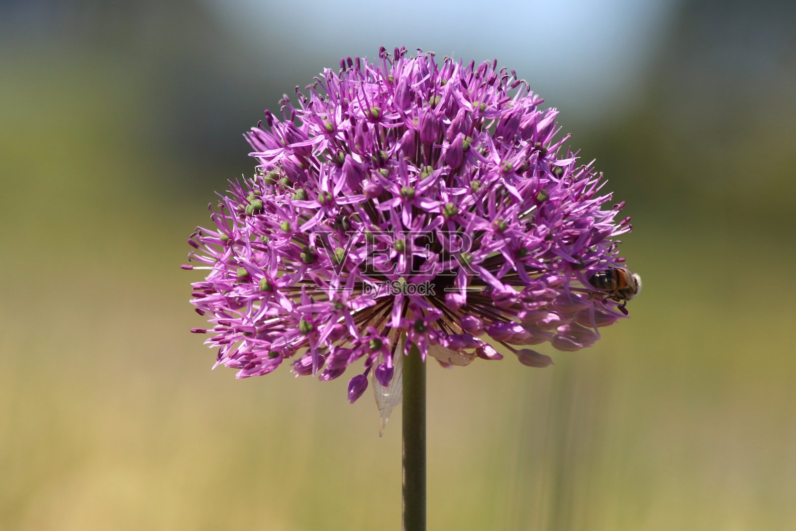 诺德维克田野上的葱属植物的紫色花朵照片摄影图片