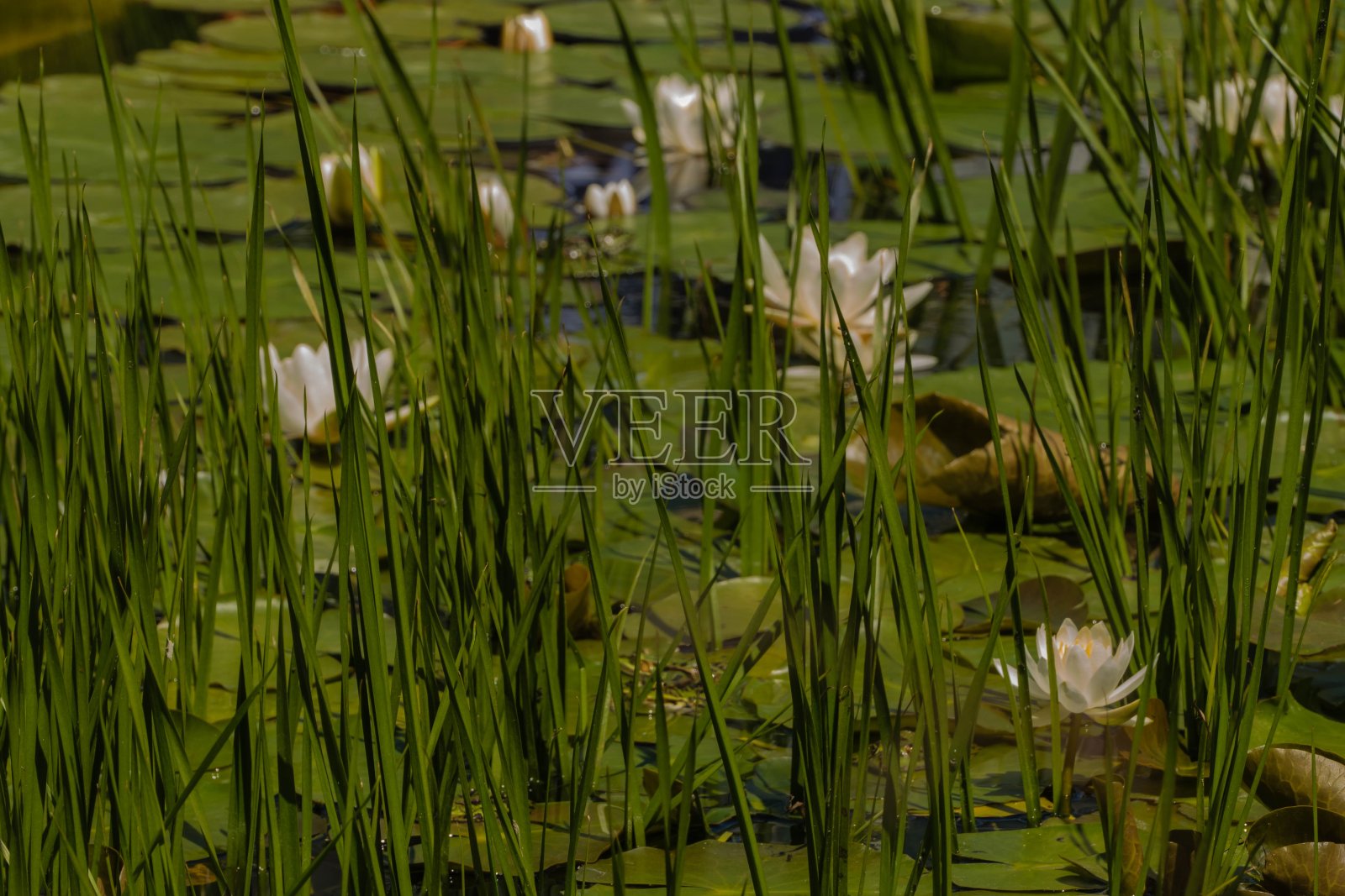 动植物塘照片摄影图片