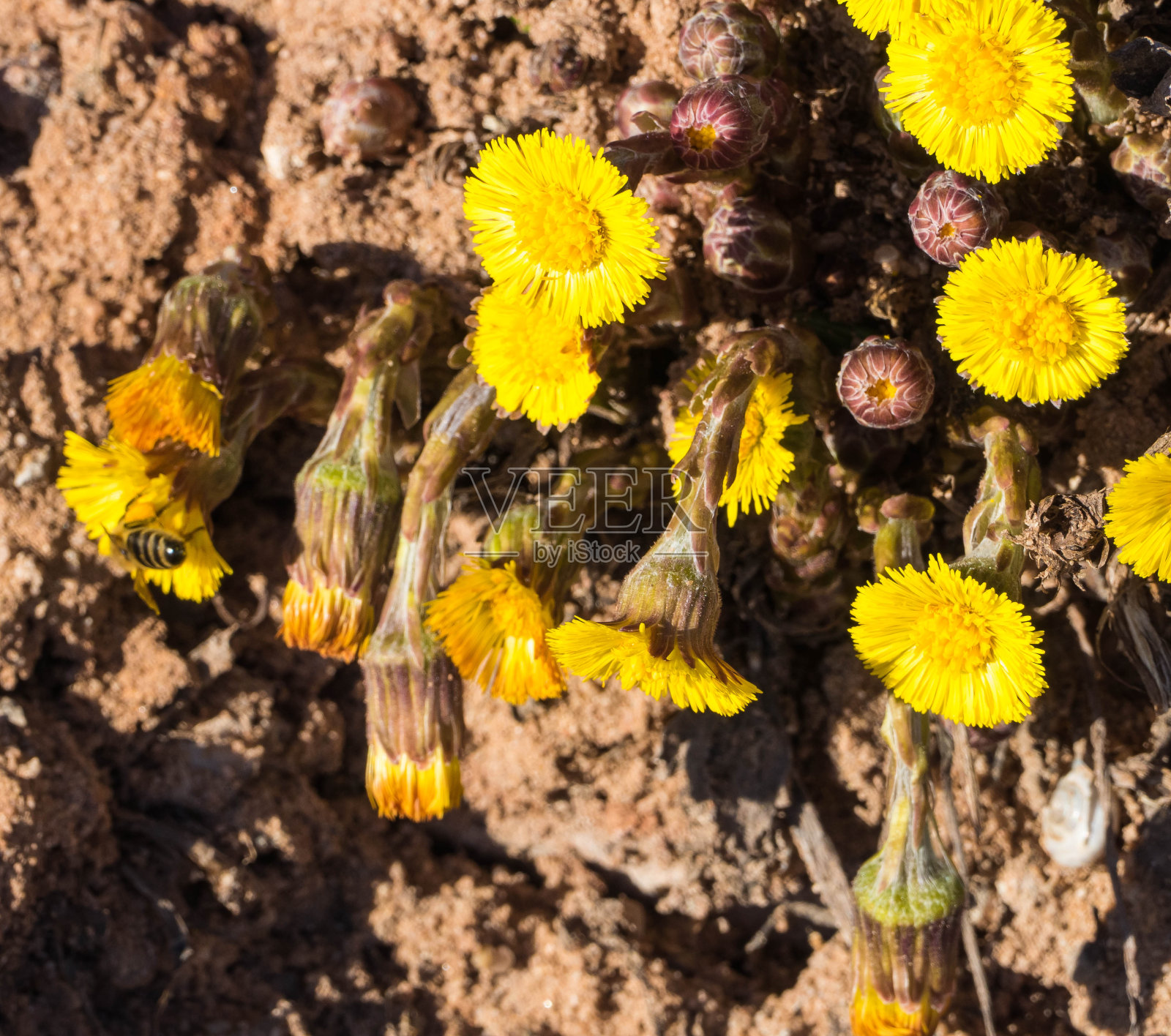 款冬在阳光下照片摄影图片