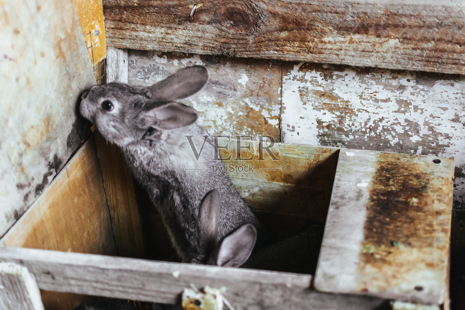 一只灰色的小兔子试图走出他的房子。兔子繁殖。农场里的兔子被关在一个木笼子里。照片摄影图片