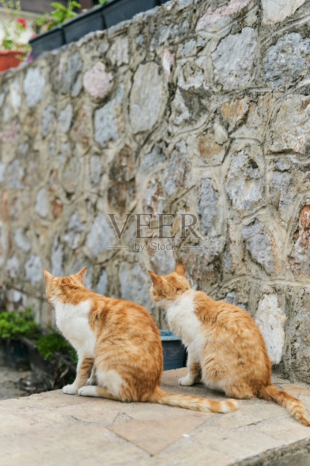 两只一模一样的姜黄色猫坐在地板上照片摄影图片