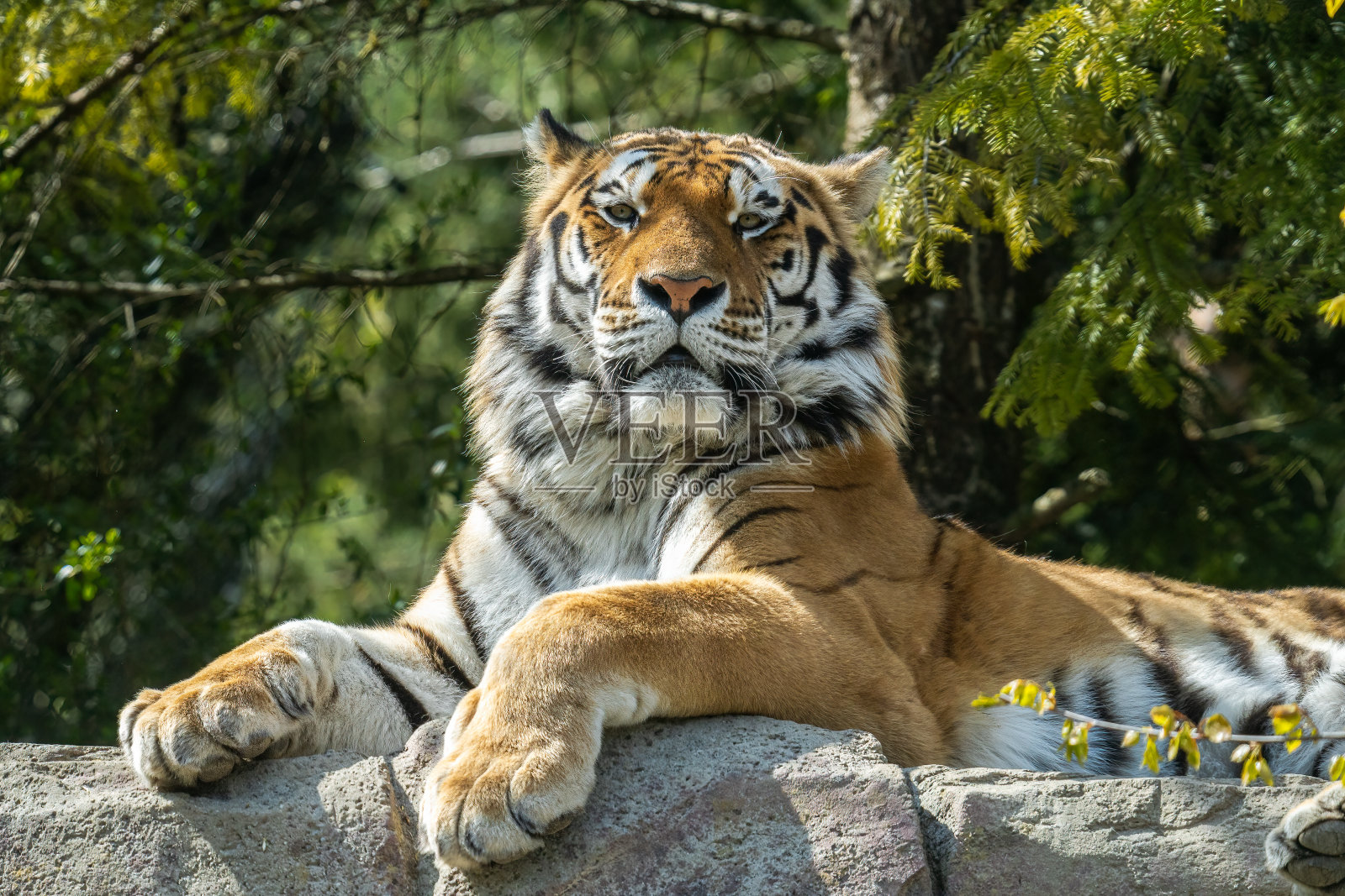 自然界中最大的猫科动物——老虎照片摄影图片