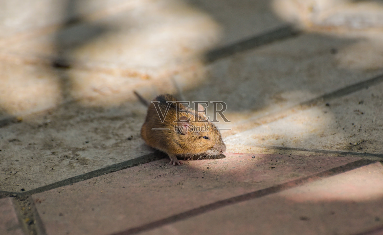 一只小老鼠正在院子里等待危险照片摄影图片