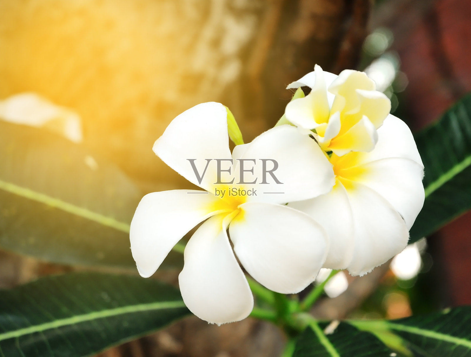 白色的鸡蛋花绽放在灯光下照片摄影图片