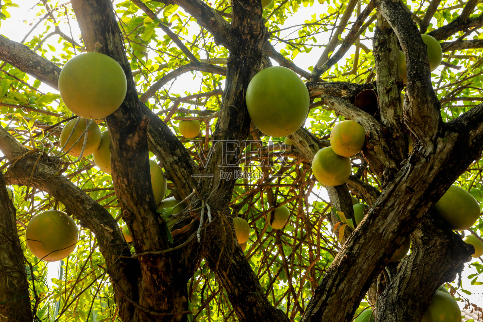 葡萄柚挂在树上,葡萄柚群挂在树上照片摄影图片