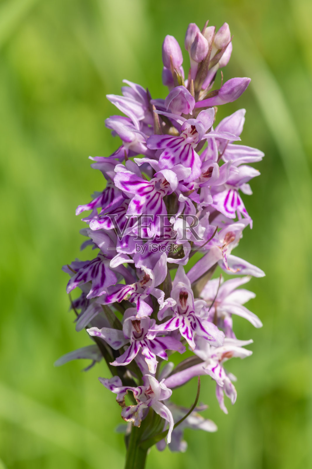 花兰(dactylorhiza fuchsii)照片摄影图片