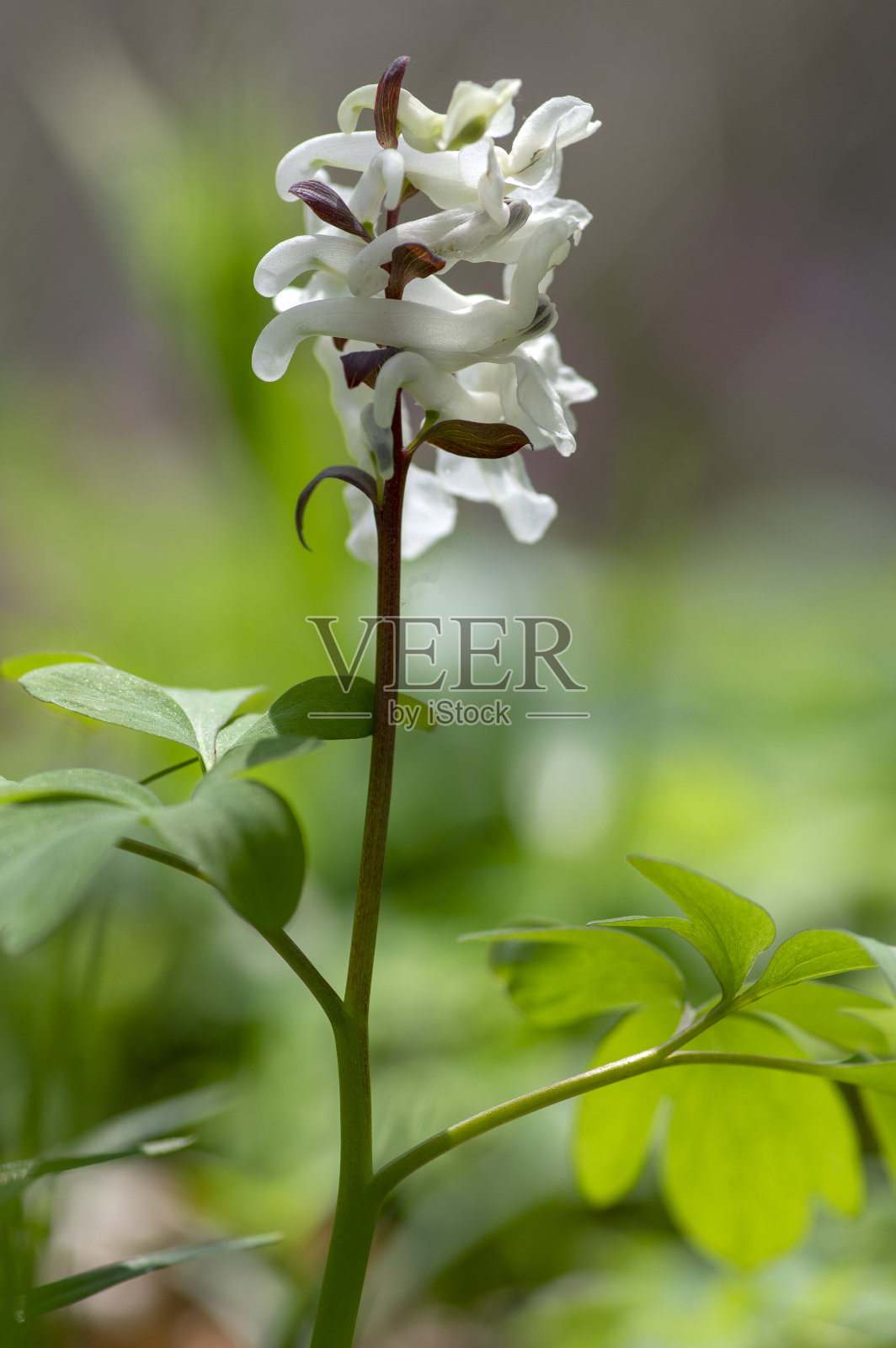 腔静脉延胡索球茎状空心根花盛开,花期为白色黄色,花期为春季照片摄影图片