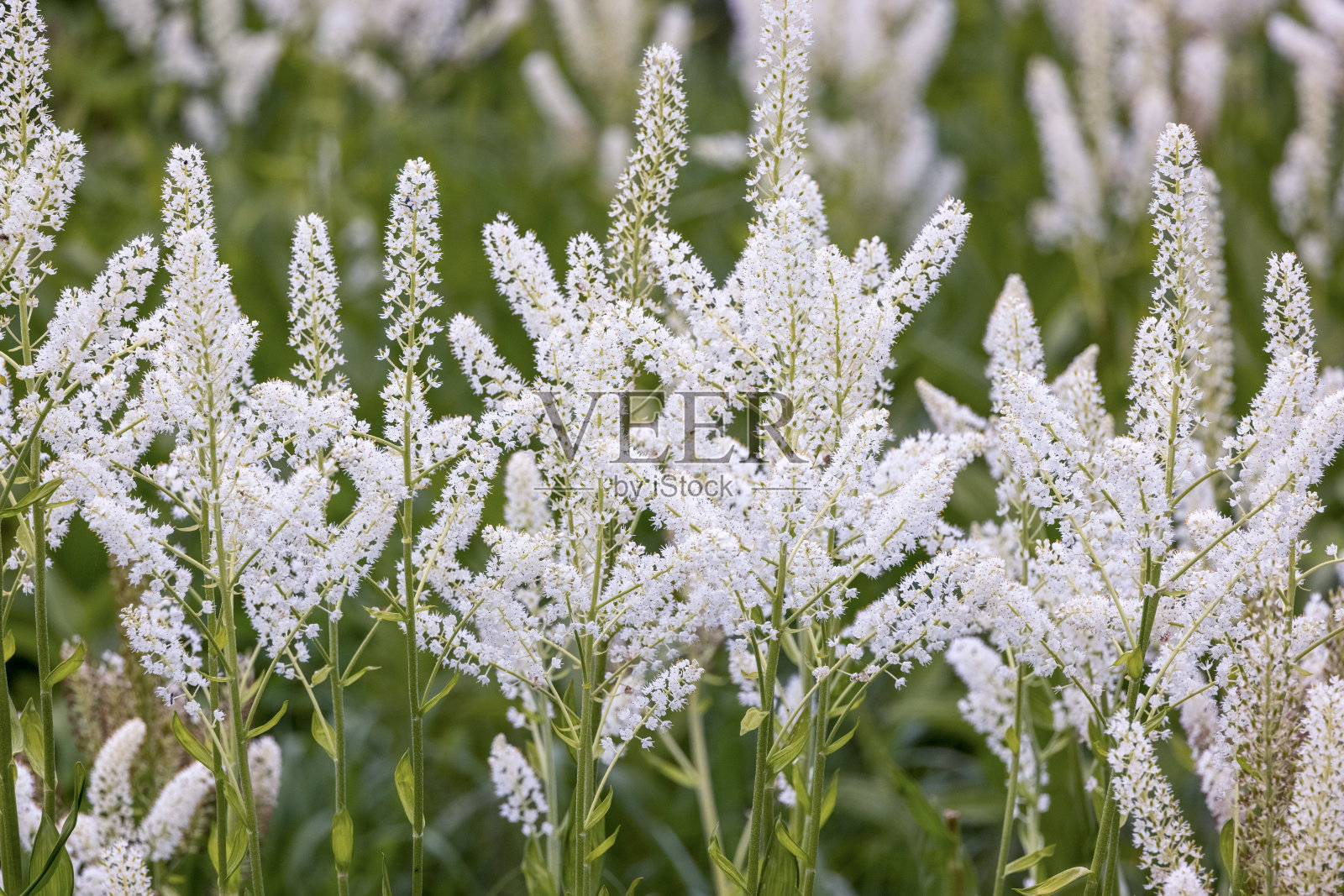 雄蕊盛开照片摄影图片