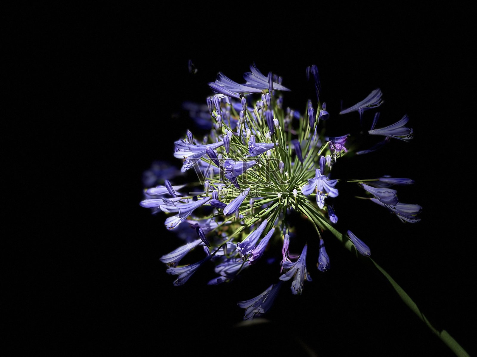 兰花照片摄影图片