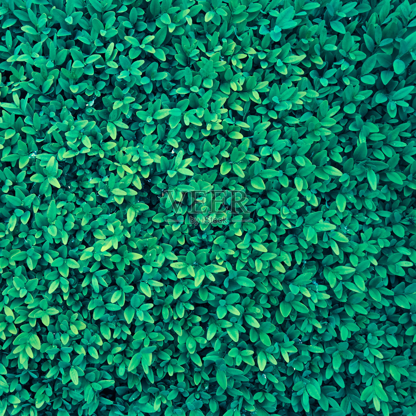 绿叶图案背景。照片摄影图片