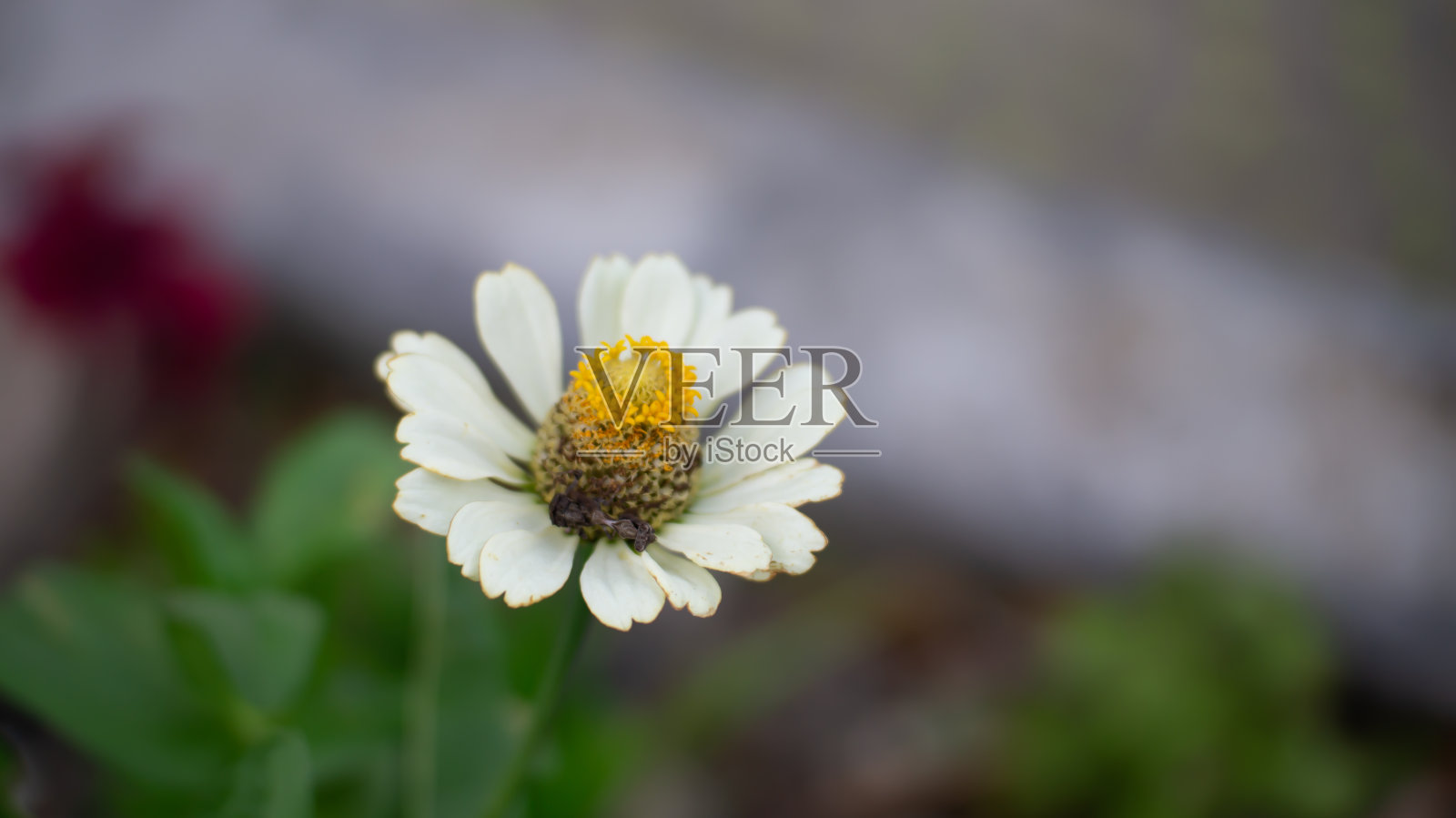 白色的花照片摄影图片