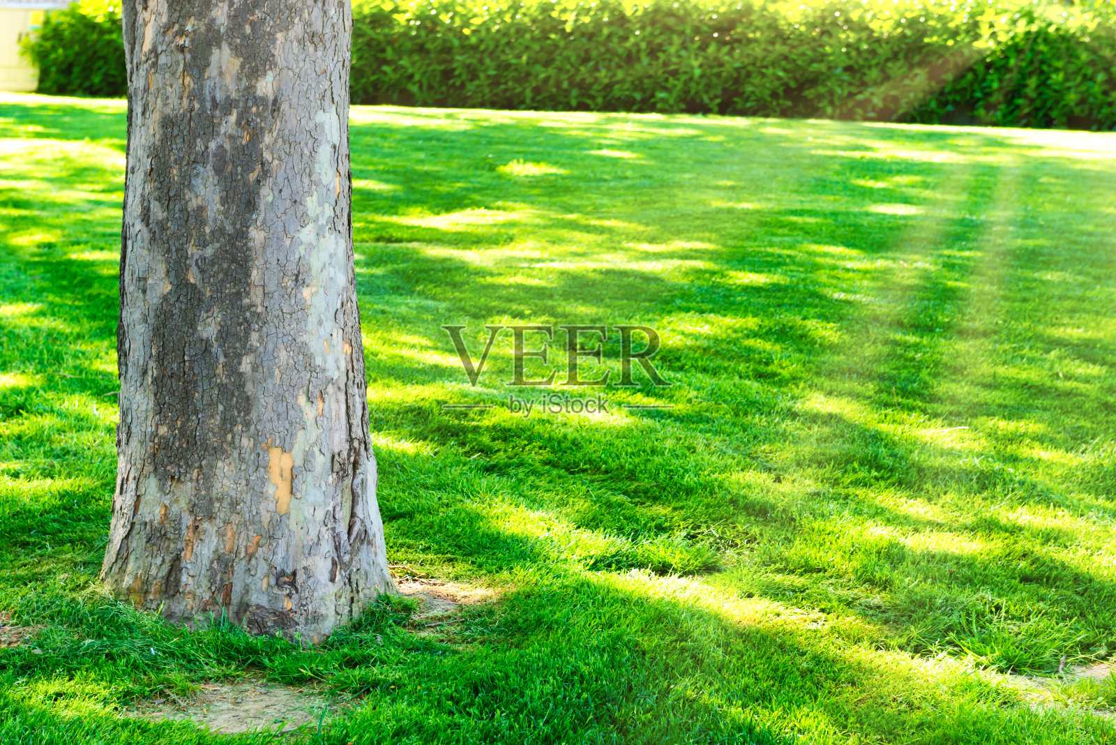 树在绿色阳光公园照片摄影图片