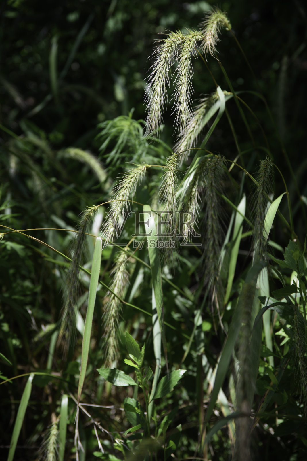 巨大的狐尾草和原生草在洛克菲勒野生动物保护区附近的路边照片摄影图片
