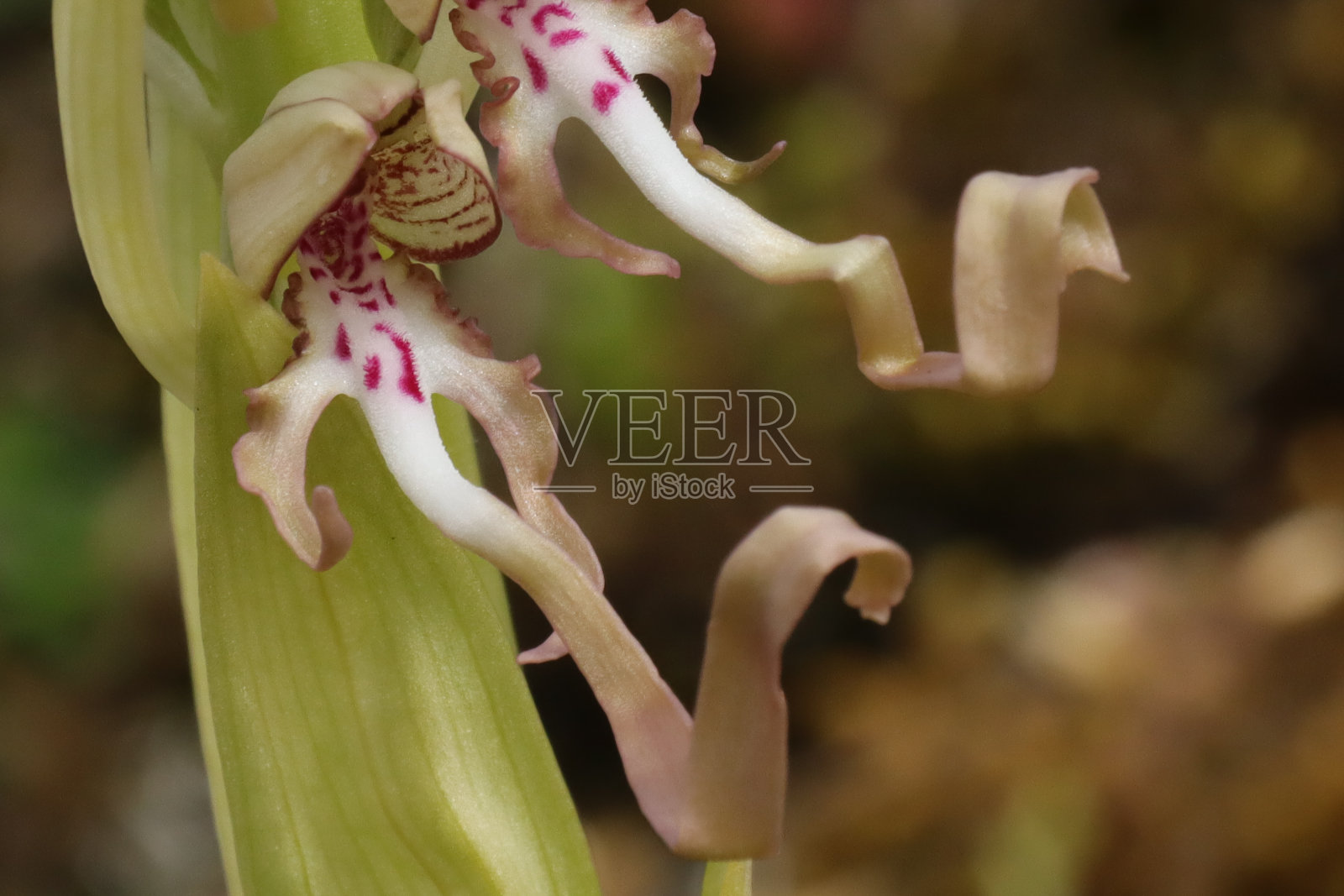 香Complex舌兰照片摄影图片