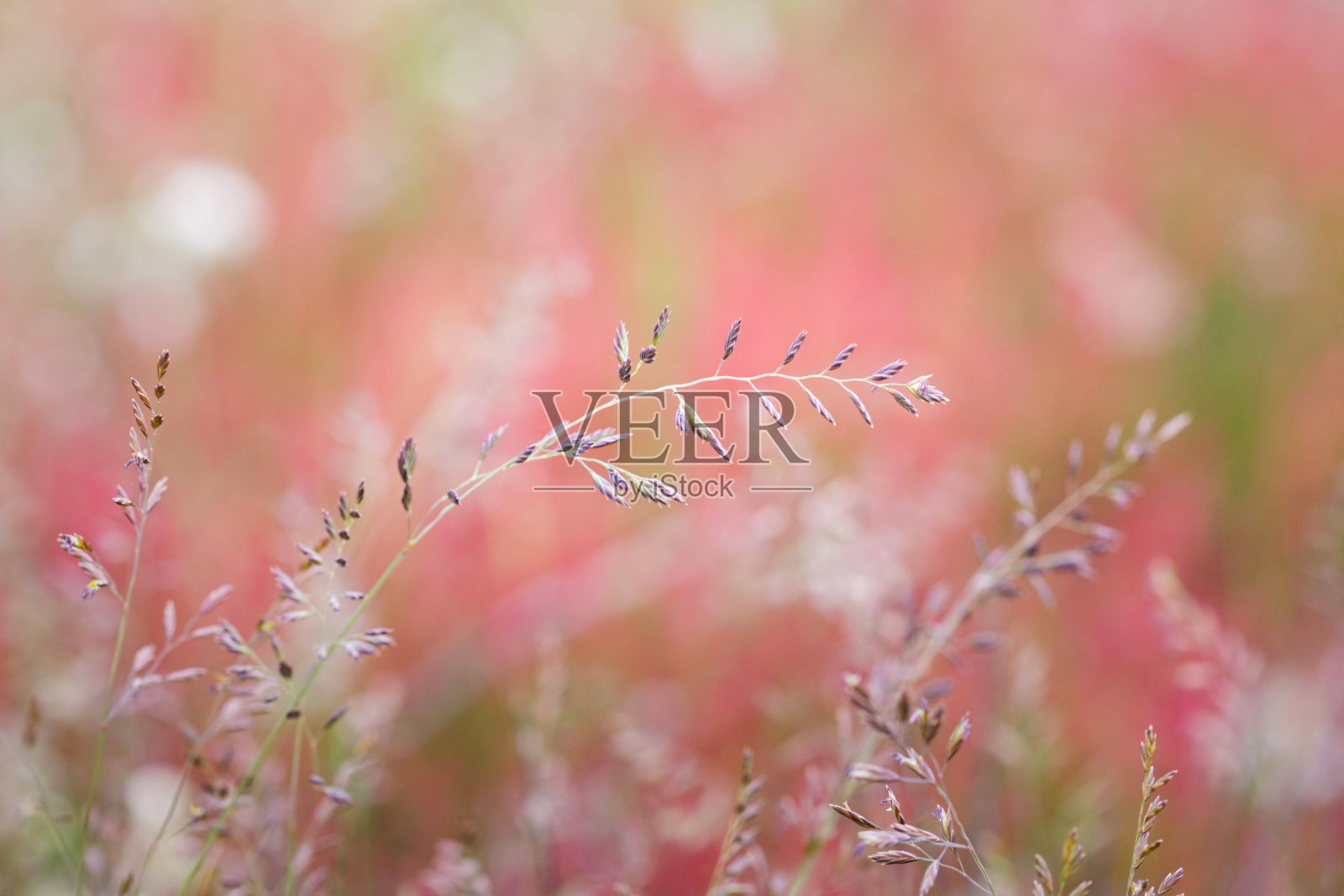 六月里一个阳光明媚的日子,诺森伯兰郡奔宁路的一段草地和野花盛开照片摄影图片