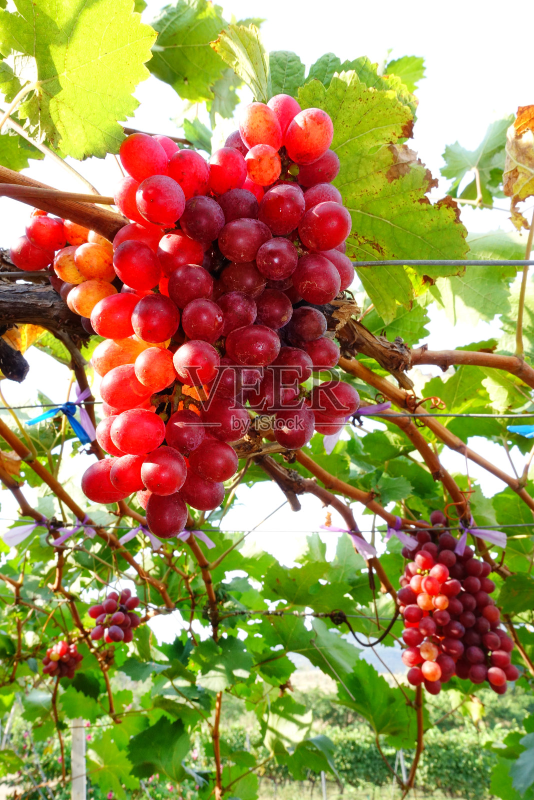 红色成熟的葡萄照片摄影图片