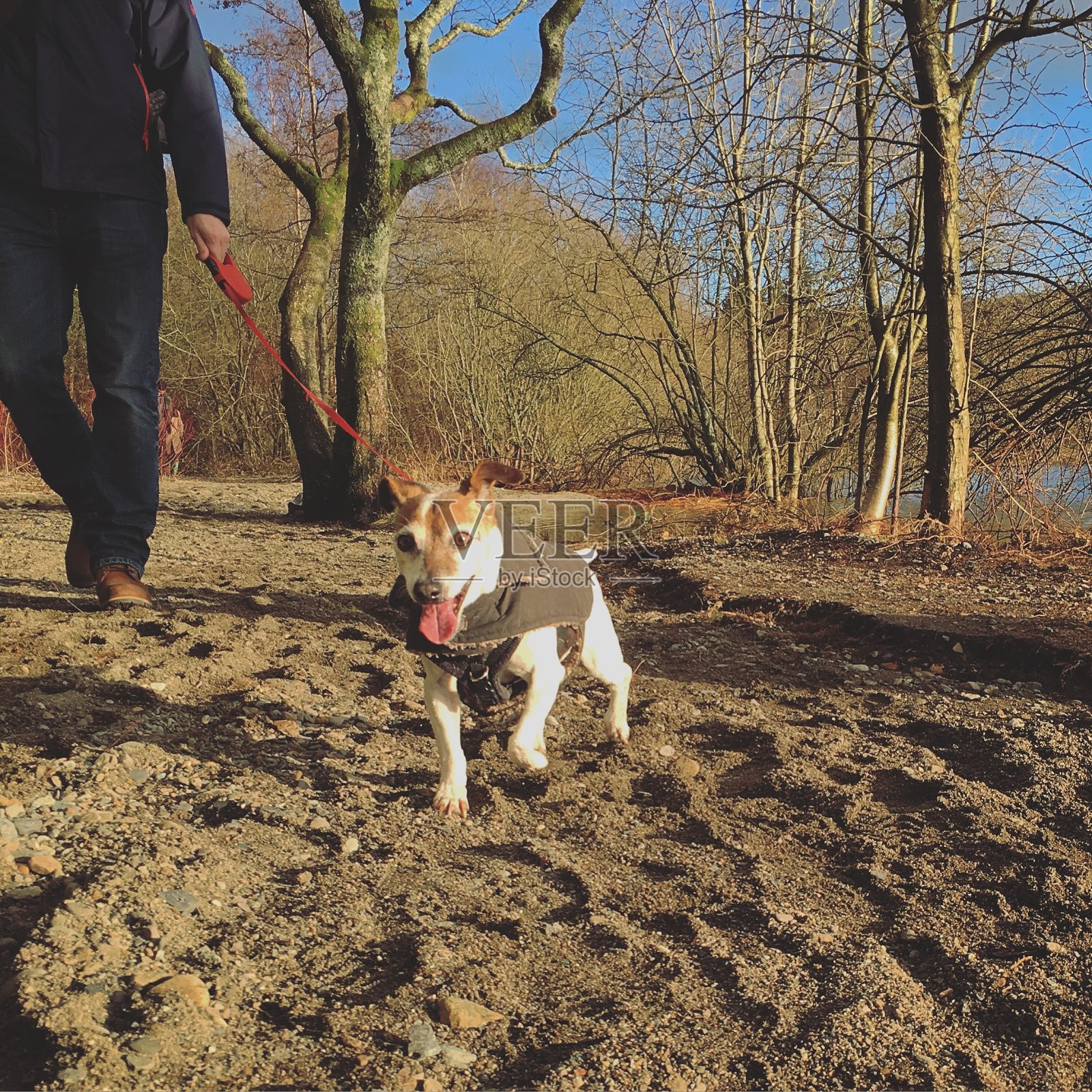 一个人在湖边遛狗照片摄影图片