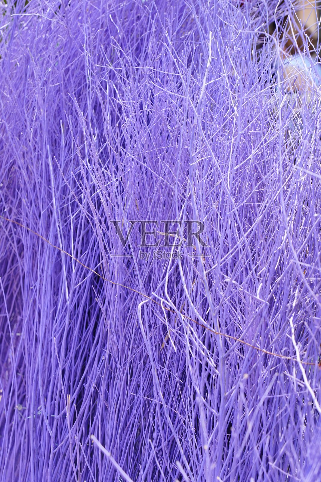 背景紫纹烧草照片摄影图片