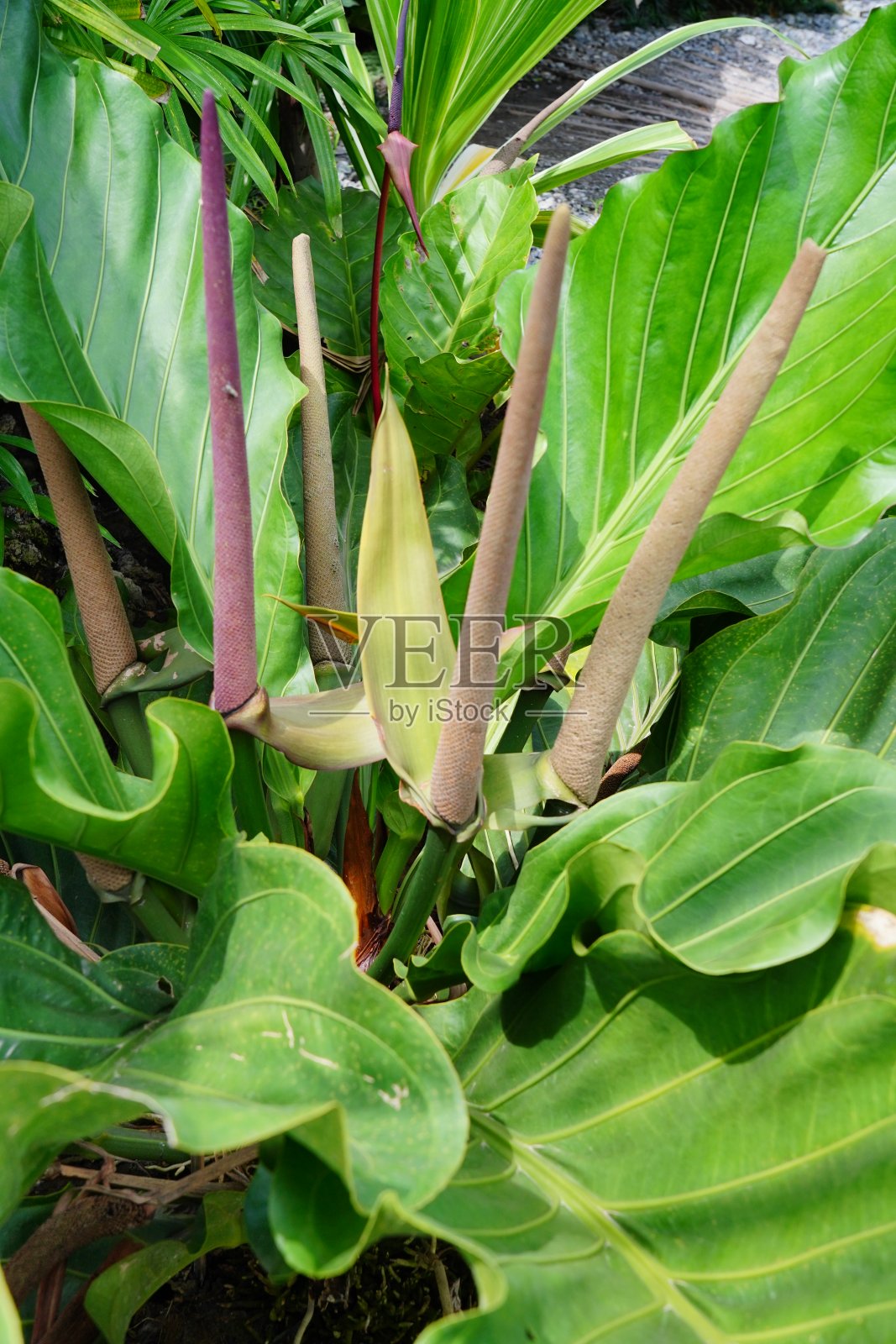 花园中的鸡胸草照片摄影图片