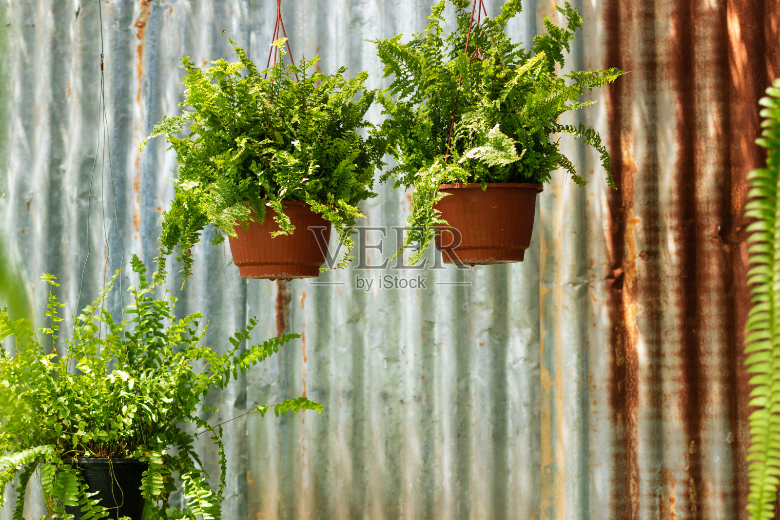 芬挂在漂亮的镀锌墙上照片摄影图片