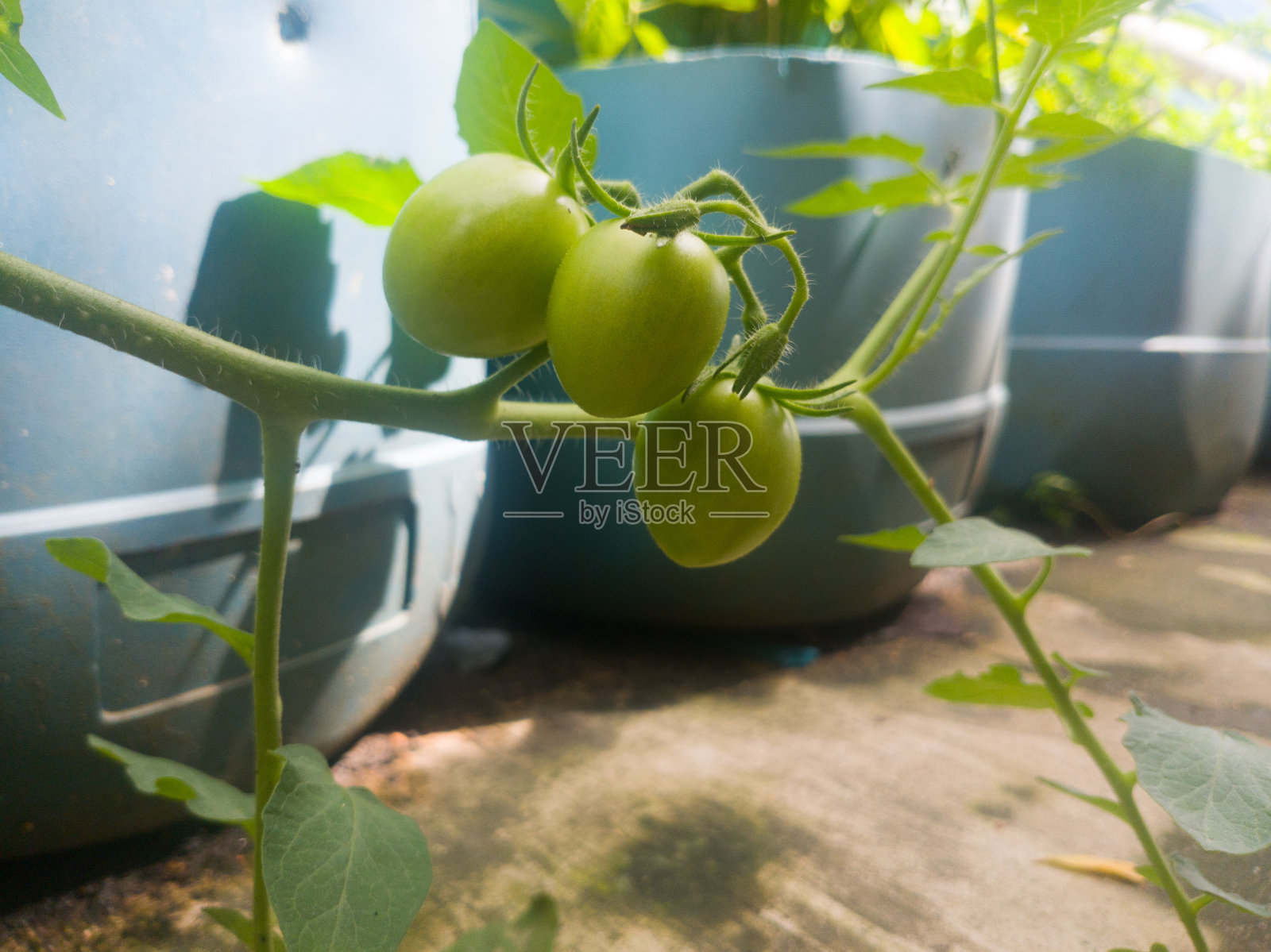 在花盆里生长的小番茄是绿色的。居家园艺的照片,选择性聚焦照片摄影图片