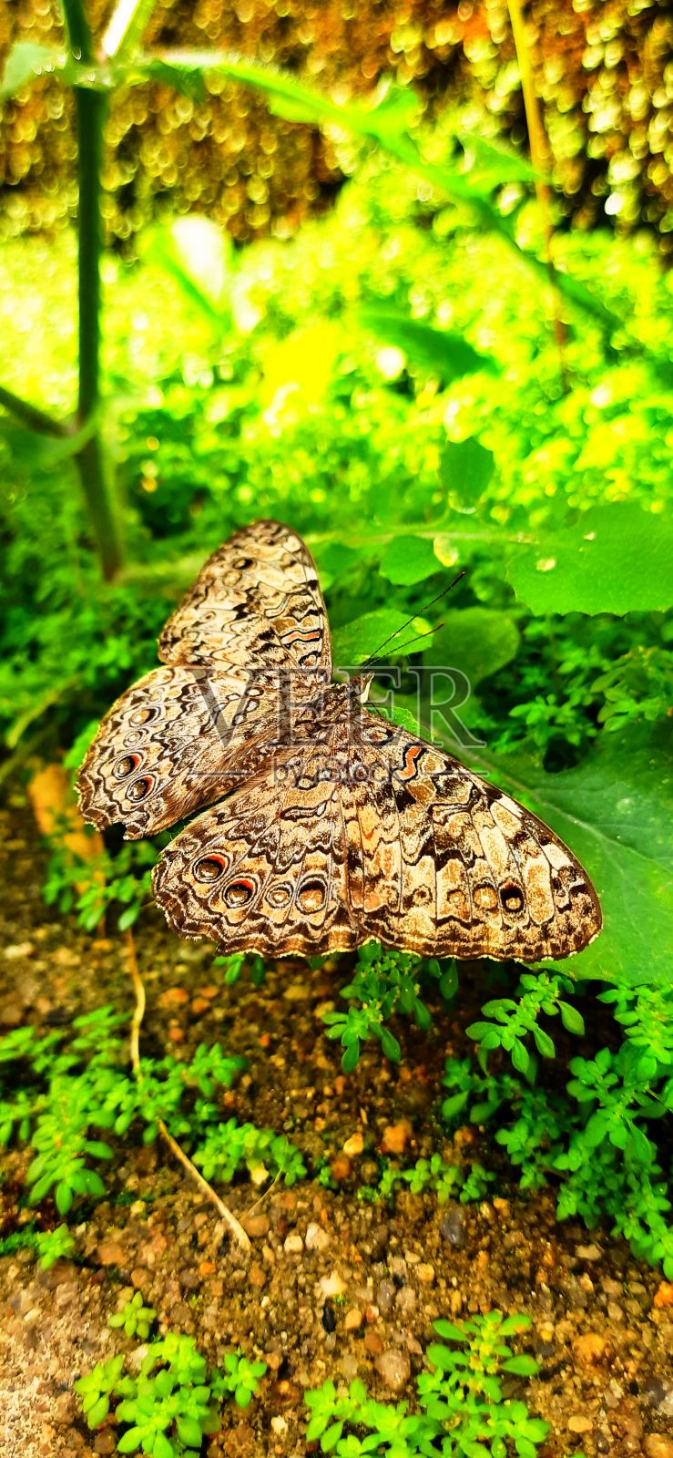 蝴蝶照片摄影图片