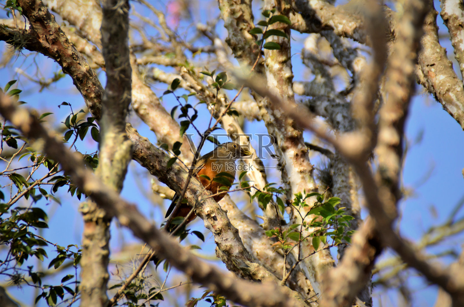 美丽的Turdus rufiventris躺在树枝上照片摄影图片