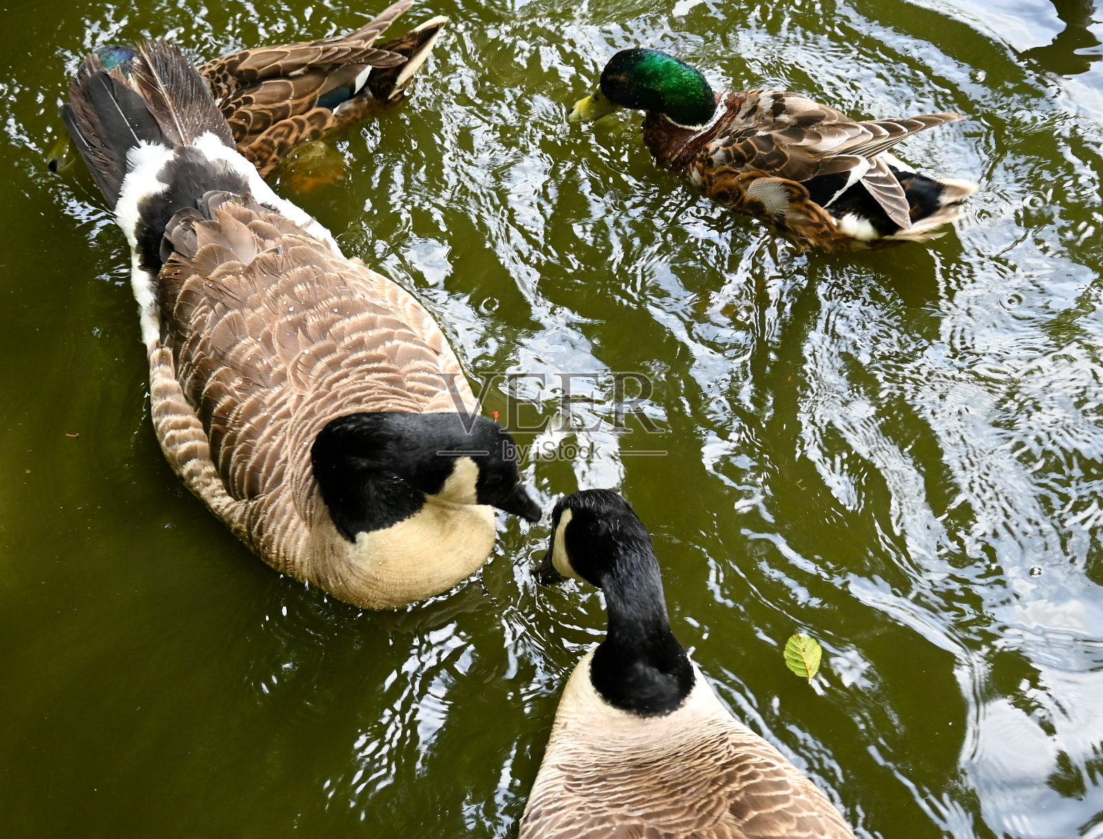 在鸭池和鹅喂食的乐趣照片摄影图片