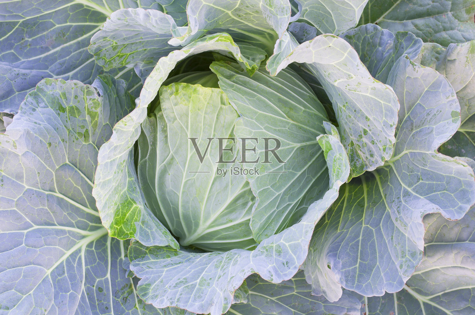 俯视图的新鲜有机卷心菜蔬菜在农场准备栽培照片摄影图片