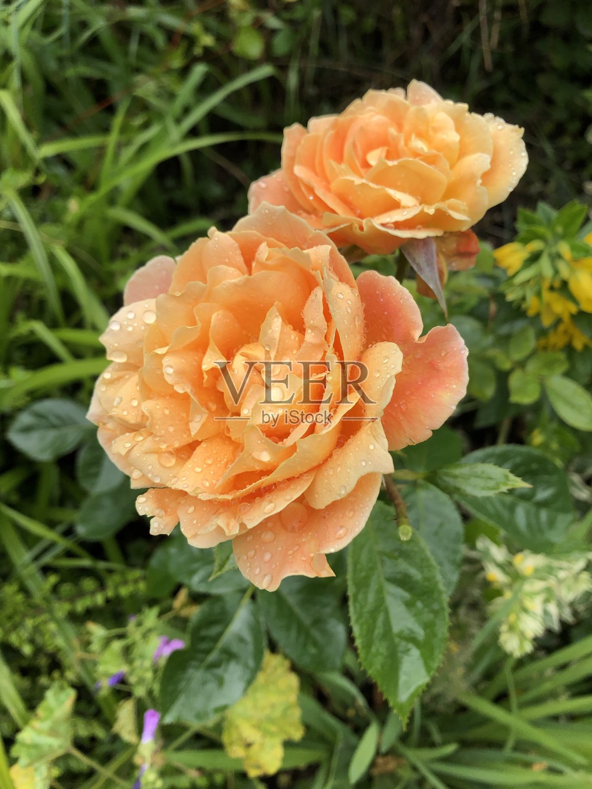 杏玫瑰照片摄影图片