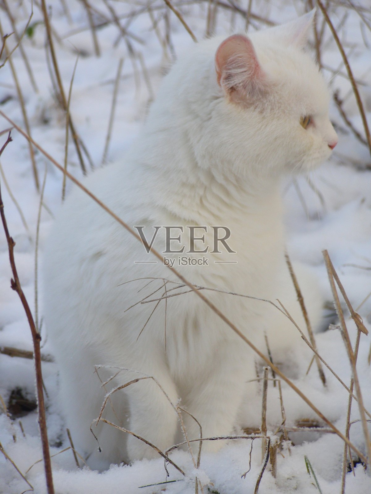 画像的白色家猫站在雪伪装瑞典。照片摄影图片