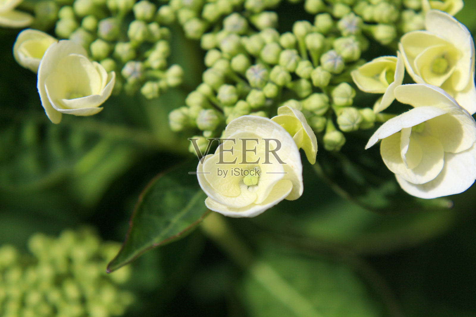 绣球花照片摄影图片