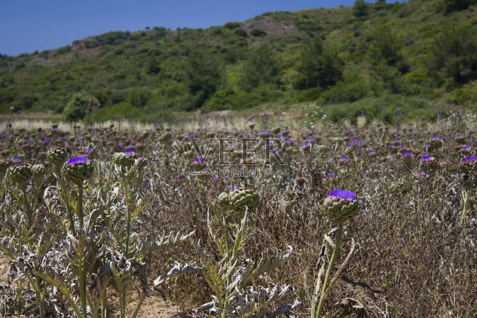 洋蓟花园照片摄影图片