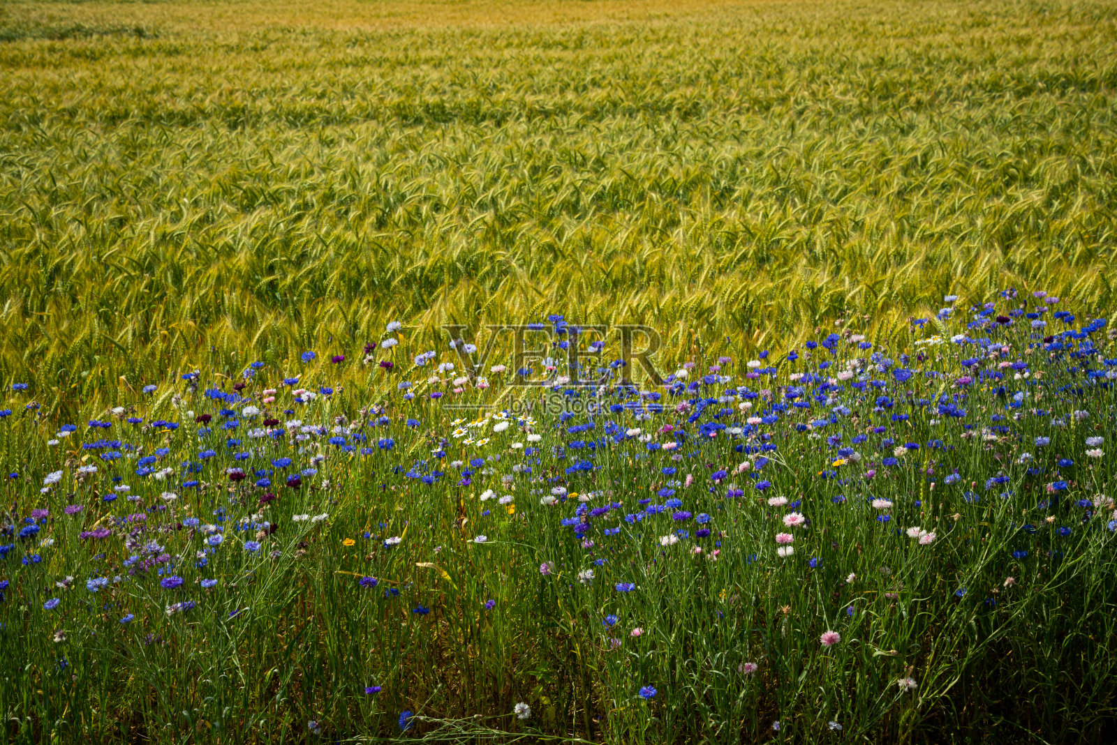 蓝色的花,在花园里的矢车菊。花坛里的矢车菊。夏天蓝色的野花。矢车菊。照片摄影图片
