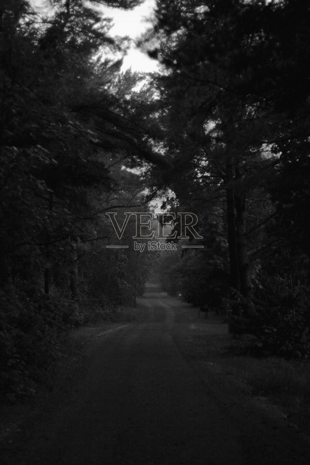 爱沙尼亚hiiumaa树巷的神秘土路照片摄影图片