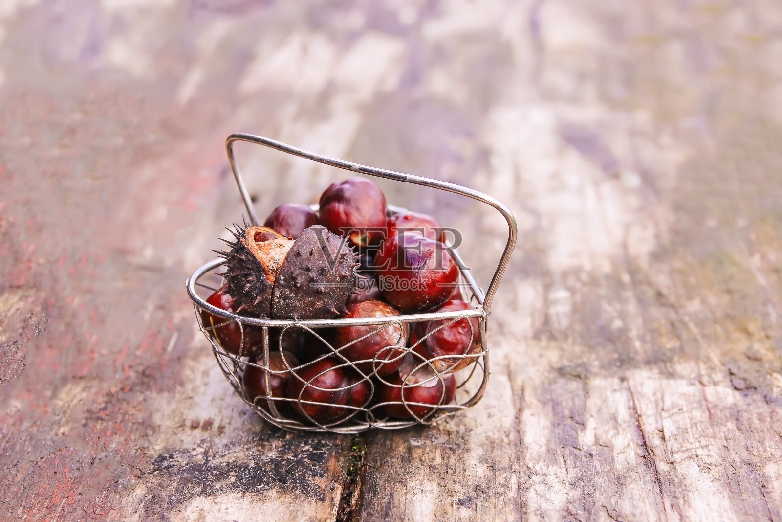 新鲜生的秋天栗子。七叶树属hippocastanum照片摄影图片