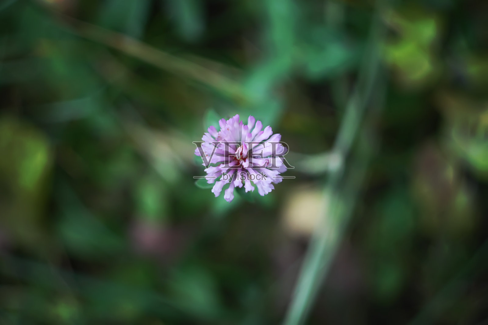紫色苜蓿花照片摄影图片