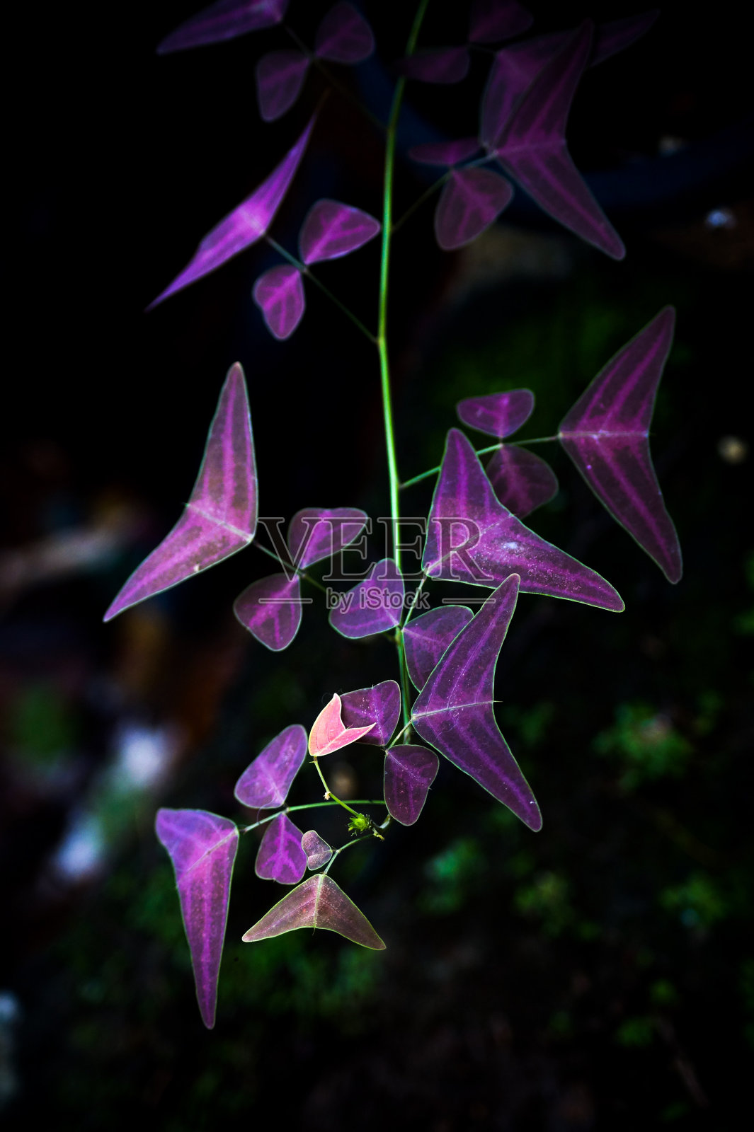 带有深色背景的蝴蝶叶子照片摄影图片